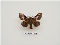 藏品(大斑Y枯葉蛾)的圖片